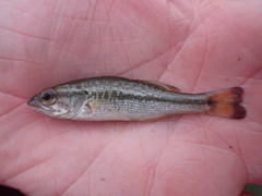 Micropterus