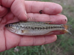 Micropterus