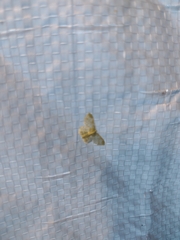 Hydata translucidaria