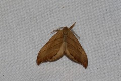 Falcaria lacertinaria