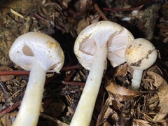 Agaricus diminutivus