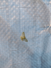 Hydata translucidaria