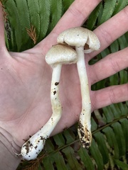 Agaricus diminutivus