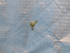 Hydata translucidaria