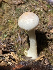 Agaricus diminutivus