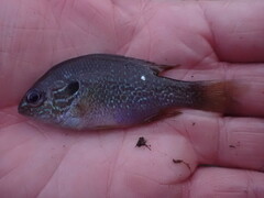 Lepomis aquilensis