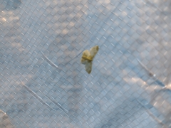 Hydata translucidaria