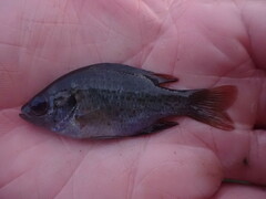 Lepomis miniatus
