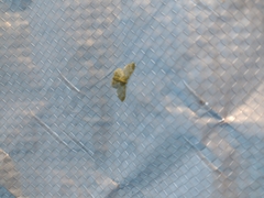 Hydata translucidaria