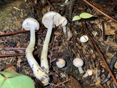 Agaricus diminutivus