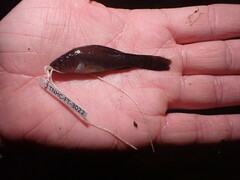 Aphredoderus sayanus