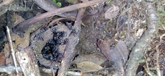 Melipotini