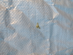 Hydata translucidaria