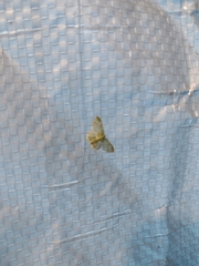 Hydata translucidaria