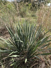 Yucca necopina