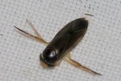 Callicorixa praeusta