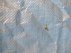 Hydata translucidaria