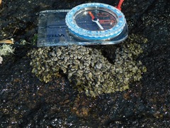 Dermatocarpon intestiniforme