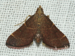 Persicoptera aglaopa