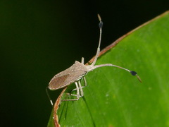 Chariesterus antennator