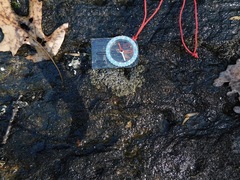 Dermatocarpon intestiniforme