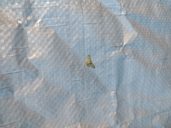 Hydata translucidaria