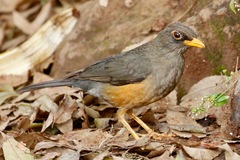 Turdus abyssinicus