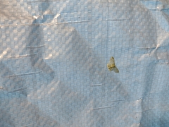 Hydata translucidaria