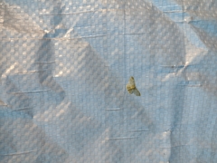 Hydata translucidaria