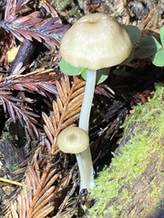 Entoloma formosum