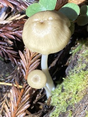 Entoloma formosum