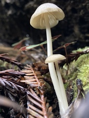 Entoloma formosum