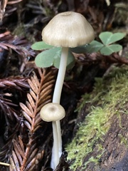 Entoloma formosum