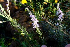 Philotheca spicata