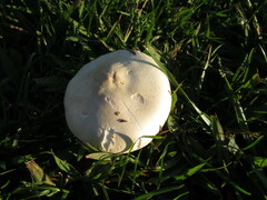 Agaricomycetes