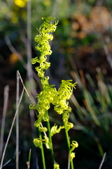 Tripterococcus brunonis