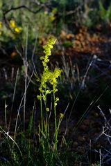 Tripterococcus brunonis