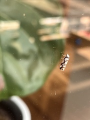 Scaptesyle dichotoma