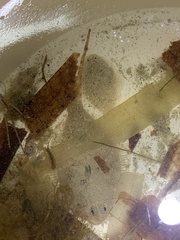 Rhombosolea tapirina