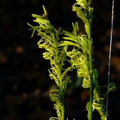 Tripterococcus brunonis