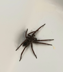 Mituliodon tarantulinus