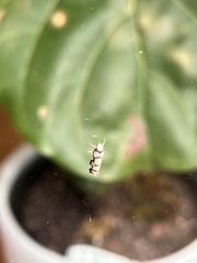 Scaptesyle dichotoma