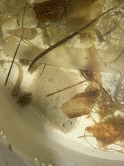 Rhombosolea tapirina