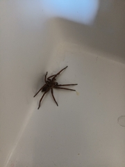 Mituliodon tarantulinus