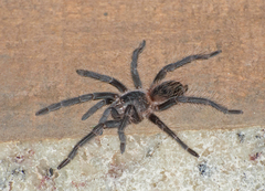 Lasiodora