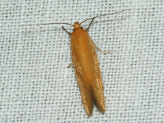 Telocharacta hemicroca
