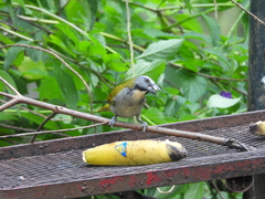 Saltator maximus