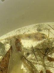 Favonigobius lateralis