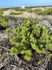 Suriana maritima