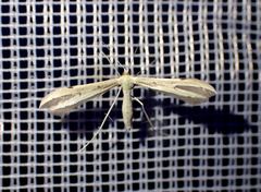 Hellinsia carphodactyla